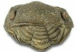 Wide, Bumpy Enrolled Morocops Trilobite - Morocco #310757-1